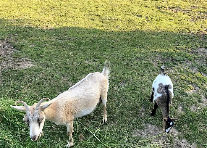 Masion De La Paix Et Nature Saint-Maurice-lès-Charencey